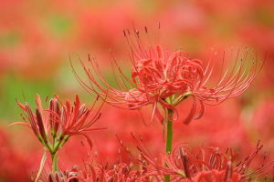 bright red spider lilies