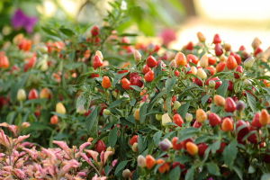 colorful peppers