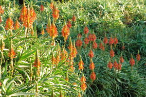 aloe in sea wind