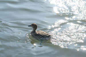 contented duck on pond
