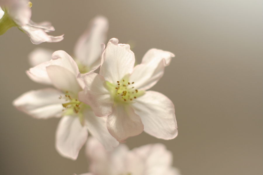 sakura - early flowering
