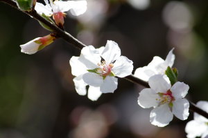 ユスラウメ(山桜桃)