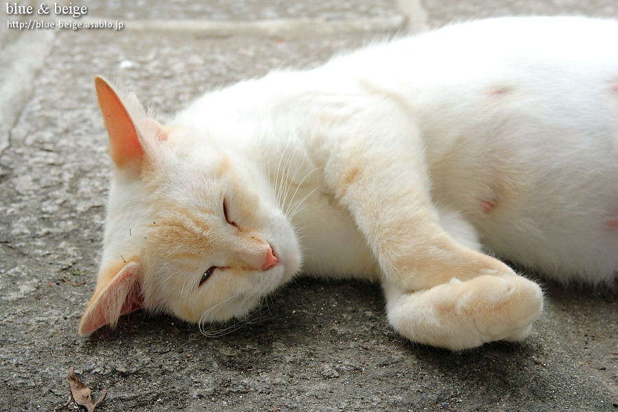 sleepy cat on street