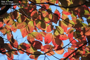leaves turning red