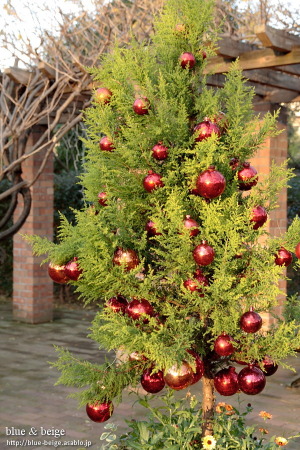 christmas tree before sunset