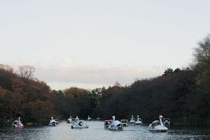 swans on the pond