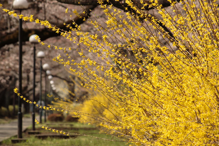 Spring Delight