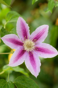 Clematis Dr. Ruppel
