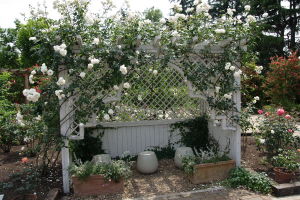 white rose arbor