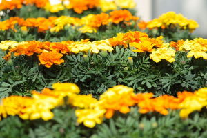marigold