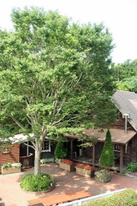 pleasant view from the window