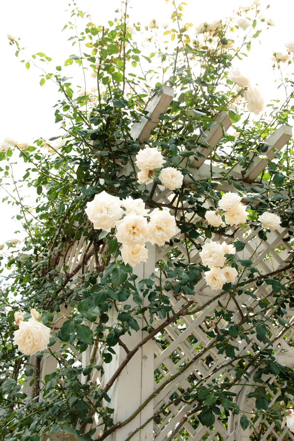 white climbing roses