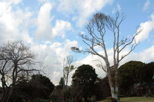 growing into the sky