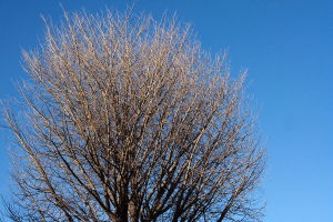 winter tree against blue sky