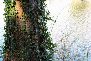 vine climbing tree by pond