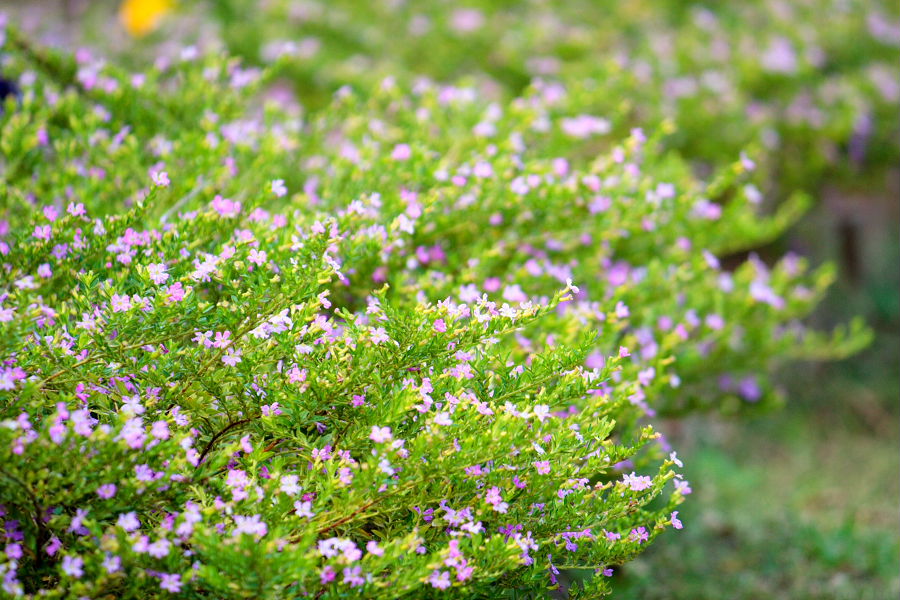 little pink flowers by sea