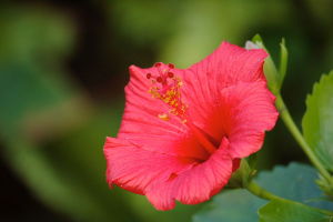 hibiscus in winter