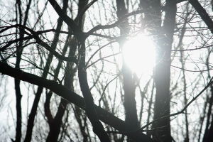 afternoon sun through winter trees