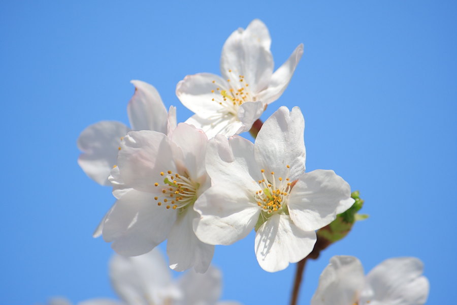 sakura blooming in blue sky