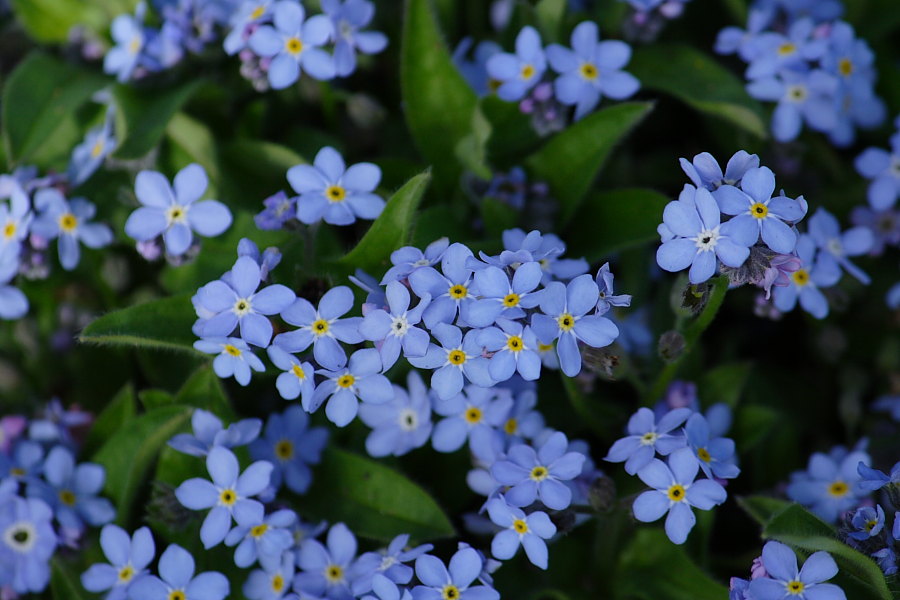Forget-me-not (忘れな草)