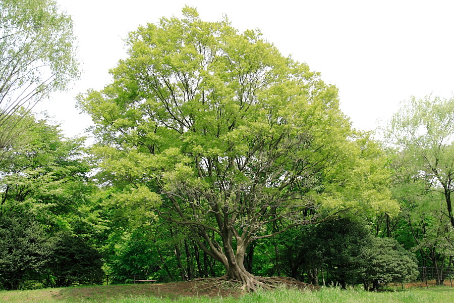 huge tree by Nogawa