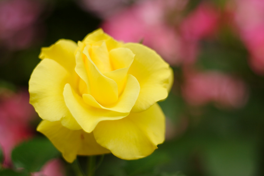yellow rose