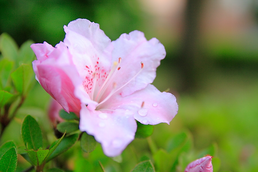 pale pink azalea