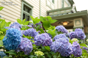 purple & blue hydrangeas