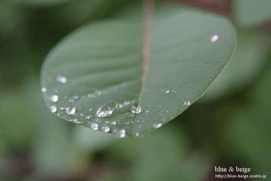 rain drops hanging on leaf