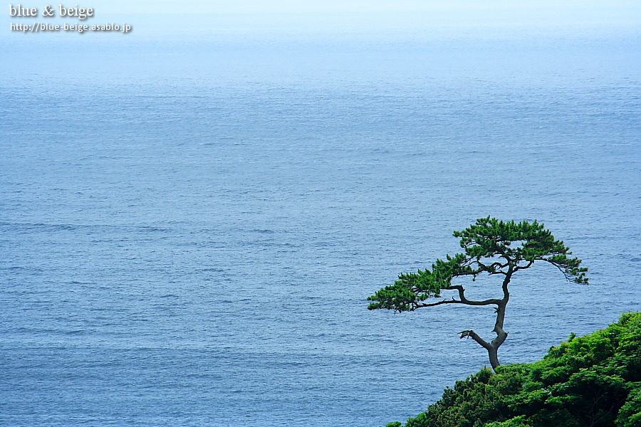 lonely tree on coast
