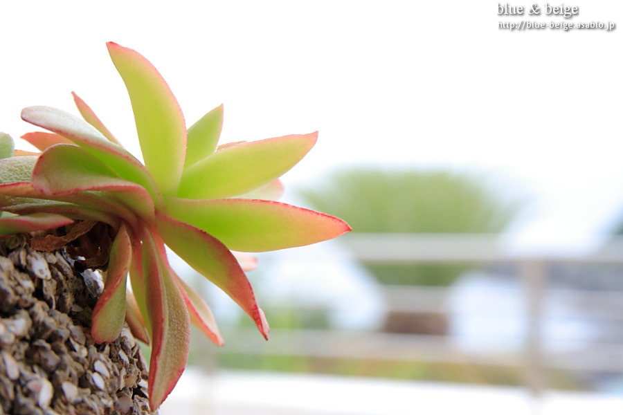 in/outdoor plants