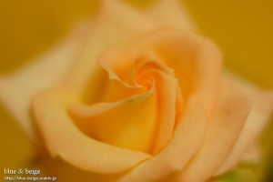 blooming miniature rose