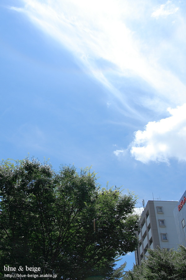 sky & trees in summer sunshine