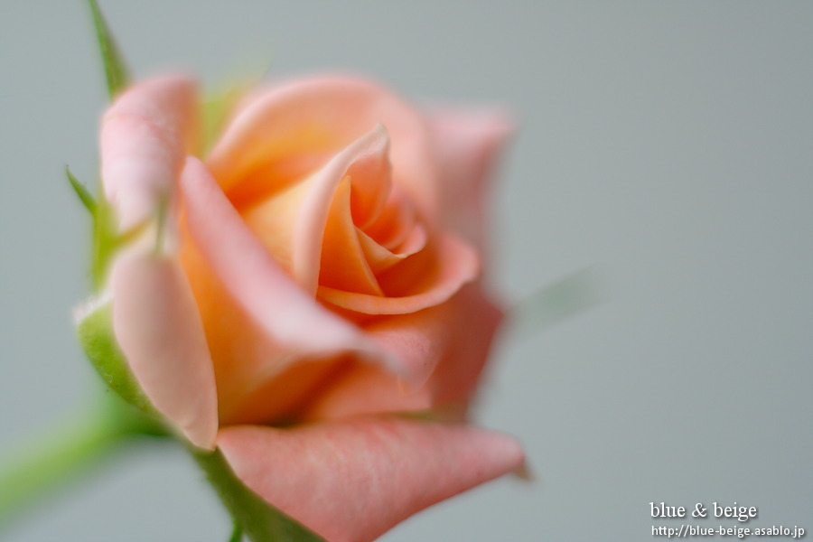pale pink rose 2